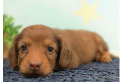 成約済の千葉県のミニチュアダックスフンド(ロングヘアード)-222400の3枚目